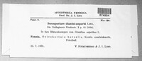 Sorosporium dianthi-superbi image
